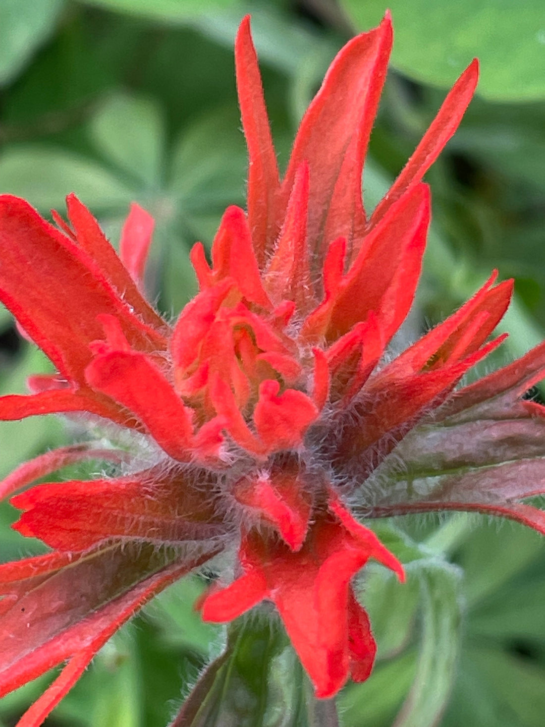 Indian Paintbrush is important to my designs
